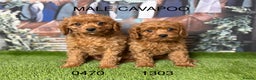 Cavapoo dogs for sale: Stunning cavapoo pups by licensed breeder - Advert 2