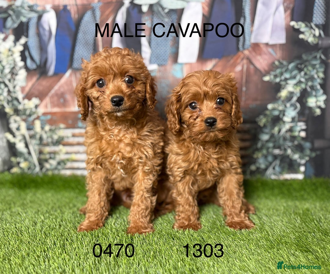 Cavapoo dogs for sale: Stunning cavapoo pups by licensed breeder - Advert 2