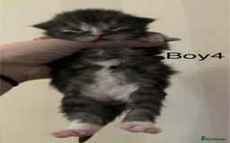 Maine Coon cats for sale: Maine coon x kittens  - Advert 6