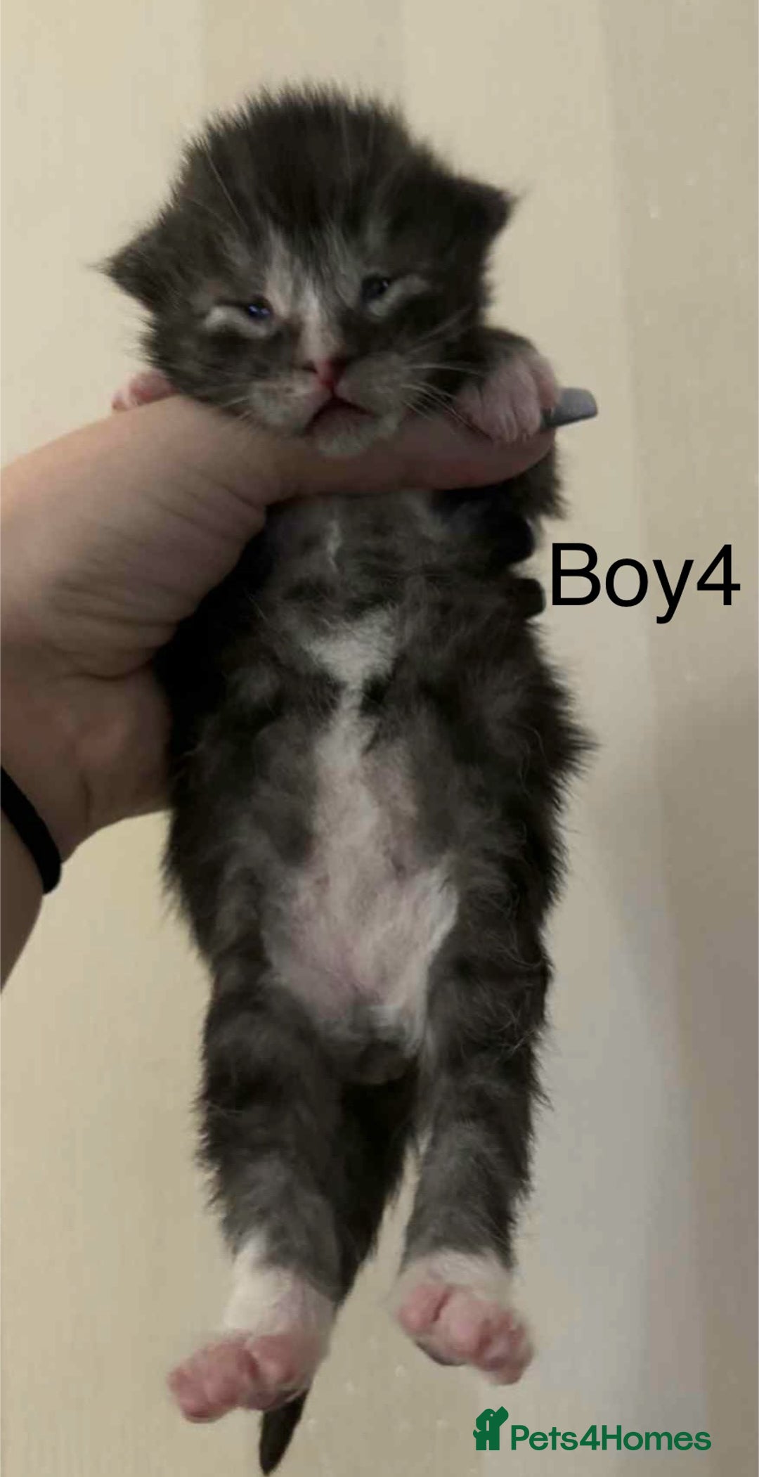 Maine Coon cats for sale: Maine coon x kittens  - Advert 6