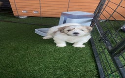 Lhasapoo dogs for sale: Lhasapoo puppies - Image 9