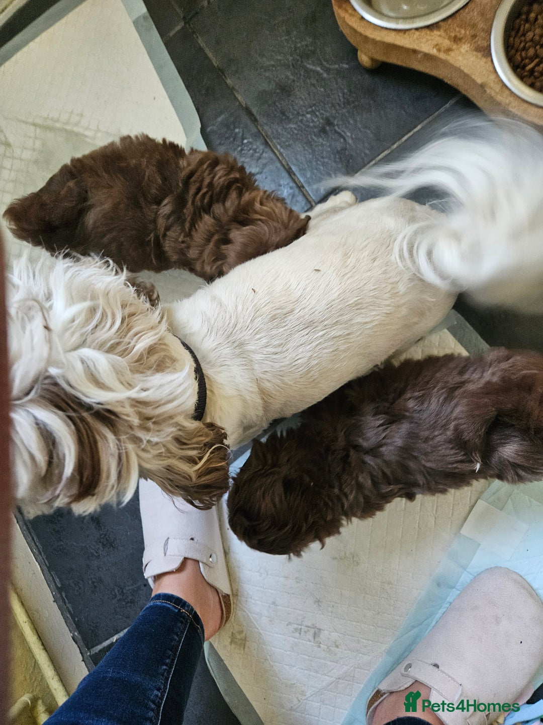 Shih Tzu dogs for sale: SHIH tzu puppies 🐶 outstanding - Image 21