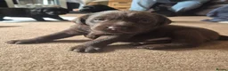 Labrador Retriever dogs for sale: KC Registered Labrador Puppies - Advert 13