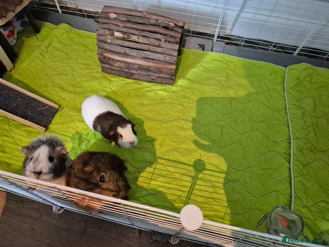 Guinea Pig rodents for sale: 3 bonded female guinea pigs for free - Advert 2