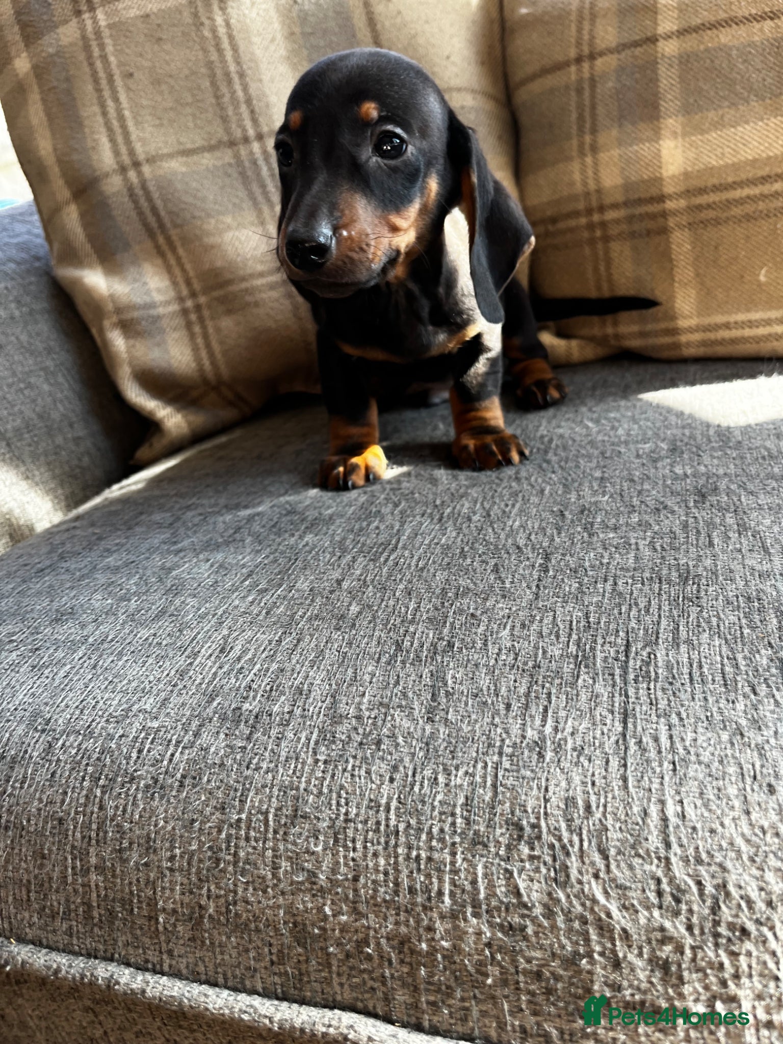 Dachshund dogs Dachshund puppies  - Advert 2