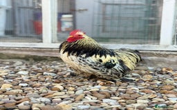 Chickens poultry for sale: Stunning Columbian Pekin Bantam Cockerel - Image 3