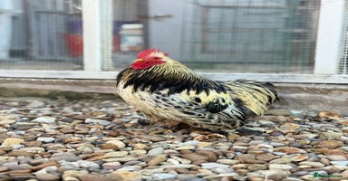 Chickens poultry - Advert 11