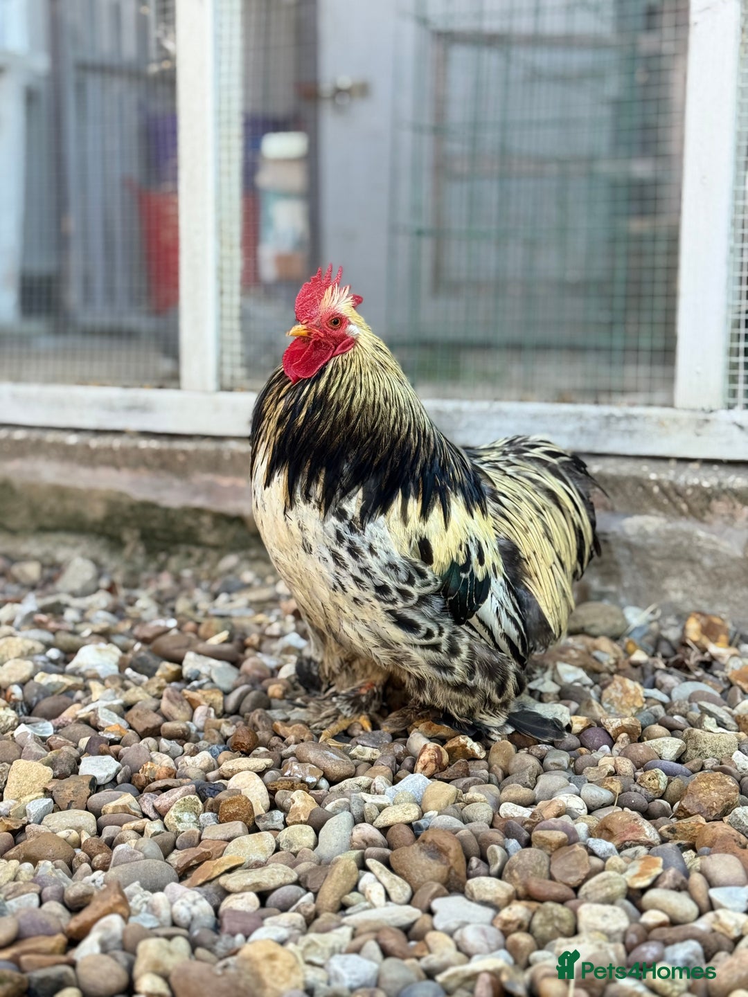 Chickens poultry for sale: Stunning Columbian Pekin Bantam Cockerel - Image 3