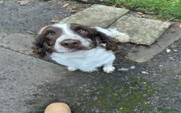 English Springer Spaniel dogs for sale: Pedigree KC registered English Springer boys.  - Image 5