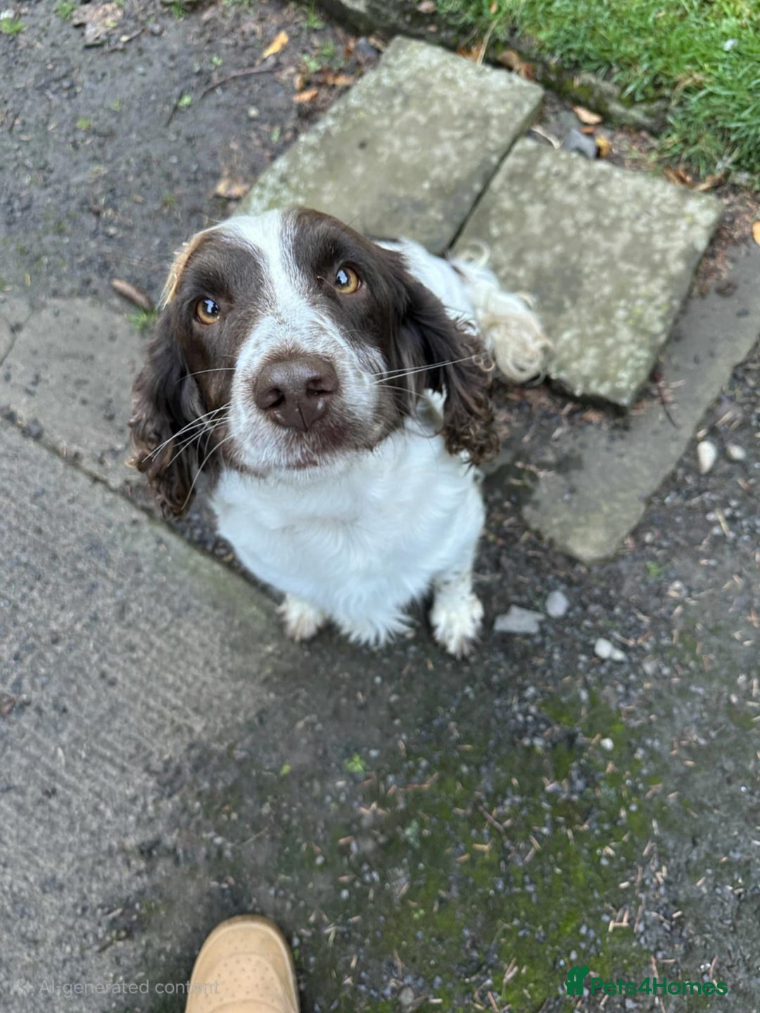 English Springer Spaniel dogs for sale: Pedigree KC registered English Springer boys.  - Image 5