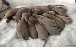 Miniature Dachshund dogs for sale: 3 LEFT- READY TO LEAVE ❤️ Mini Dachshund puppies! - Image 11