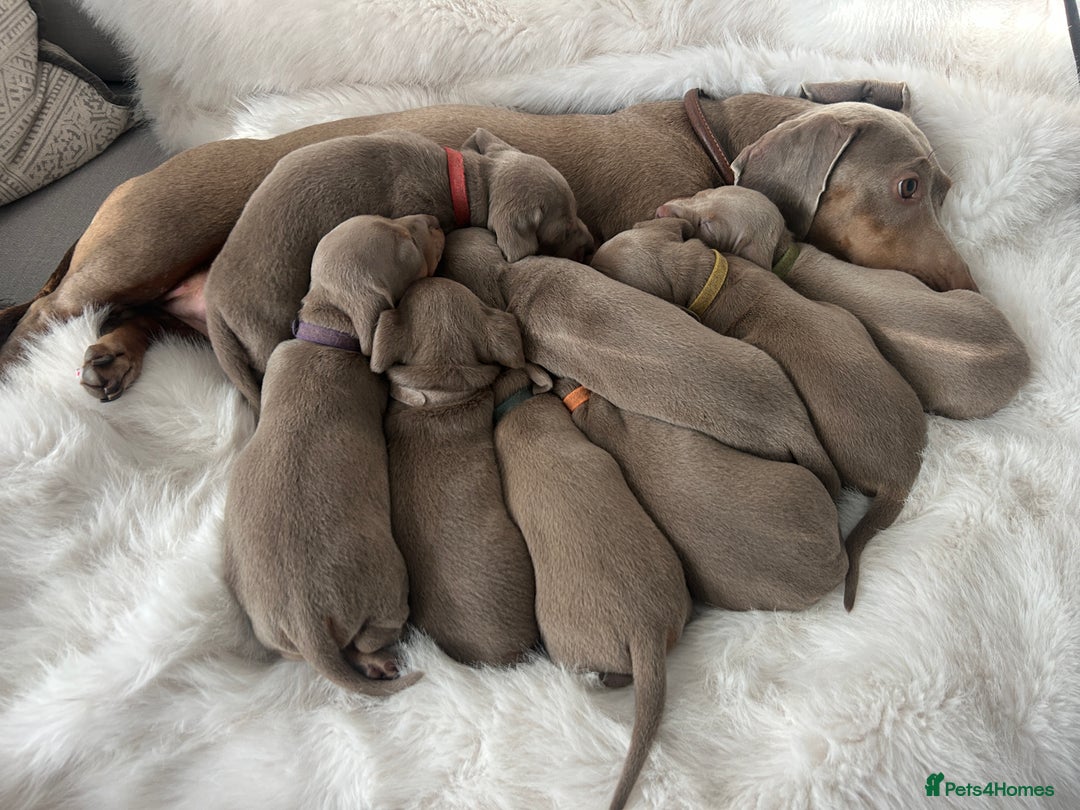 Miniature Dachshund dogs for sale: 3 LEFT- READY TO LEAVE ❤️ Mini Dachshund puppies! - Image 11