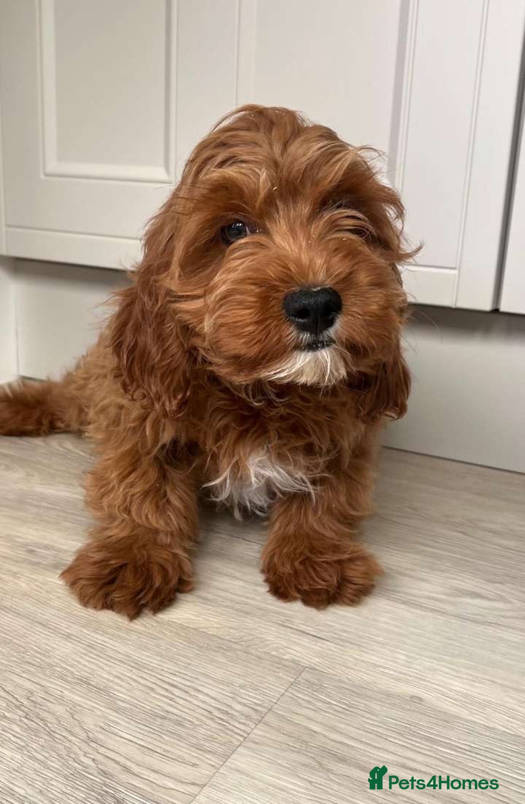 Cavapoo dogs for sale: Cavapoo - Image 5