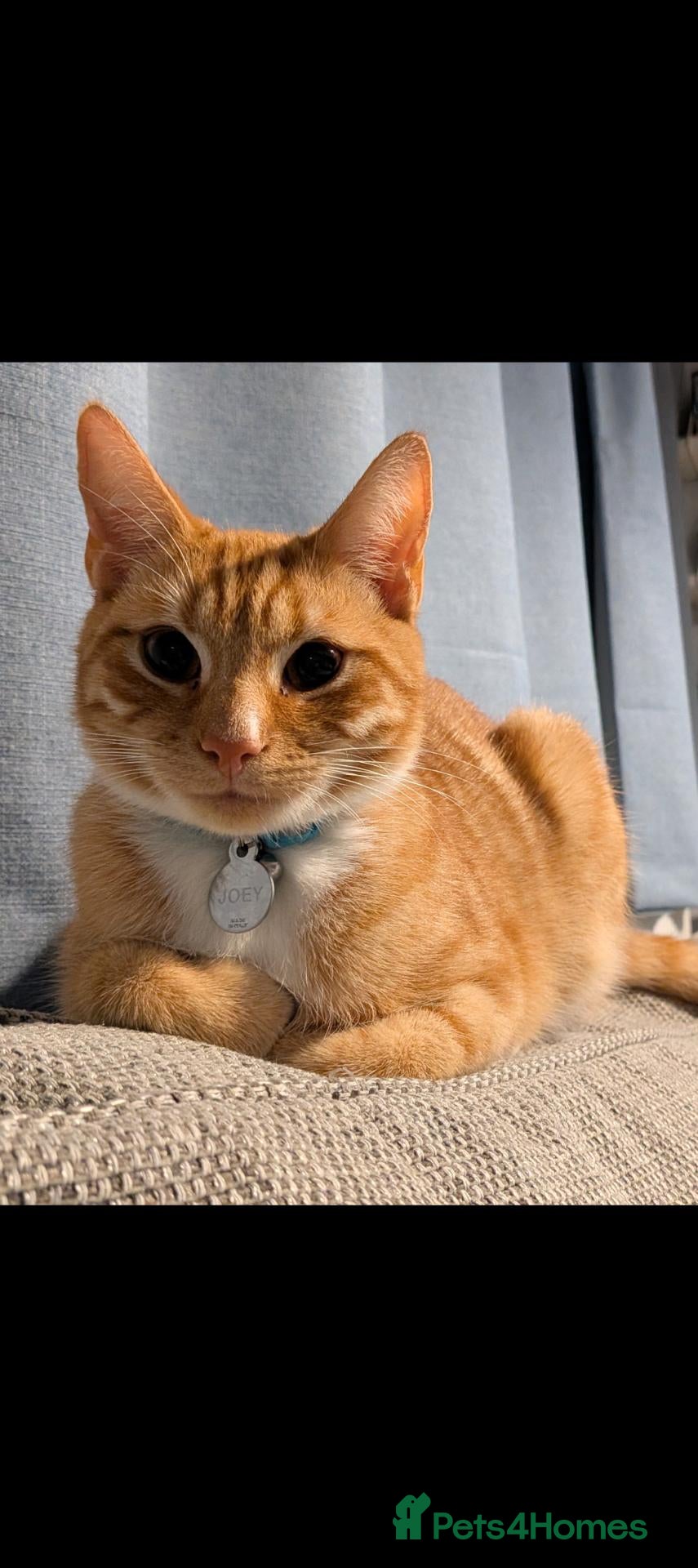Mixed Breed cats Ginger male cat - Advert 8