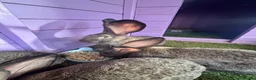 Continental Giant rabbits for sale: 5 giant continental bucks  - Advert 14