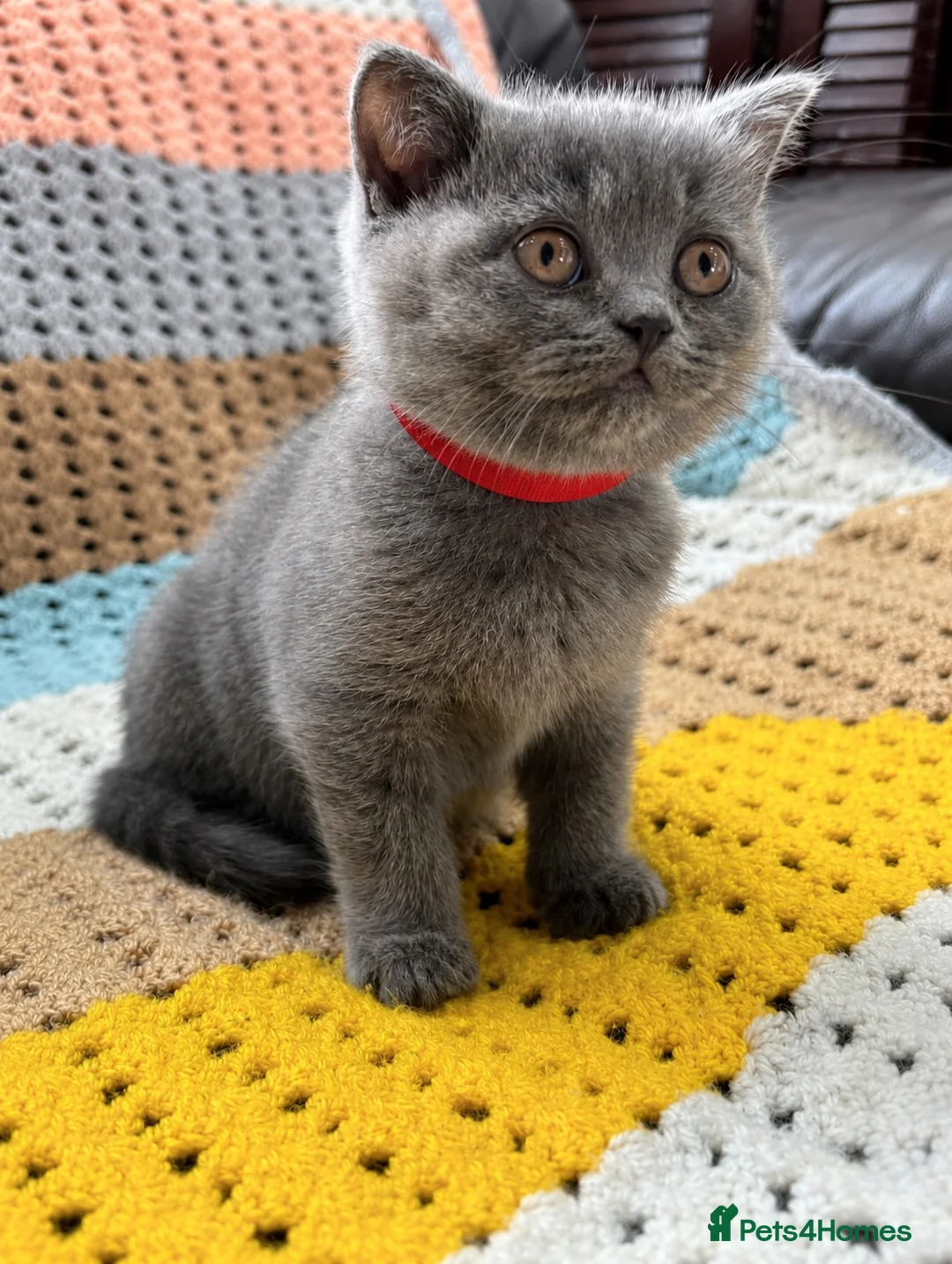 British Shorthair cats for sale: 🐾 Beautiful British Shorthair Kittens Available - Advert 6