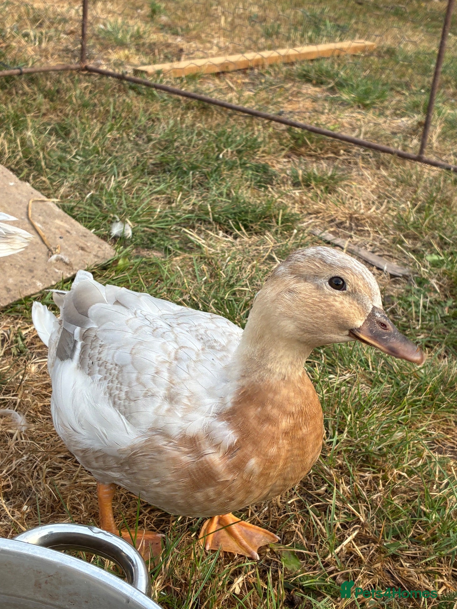 Ducks poultry 1 Pair of Pure Bred Apricot Call Ducks - Advert 1