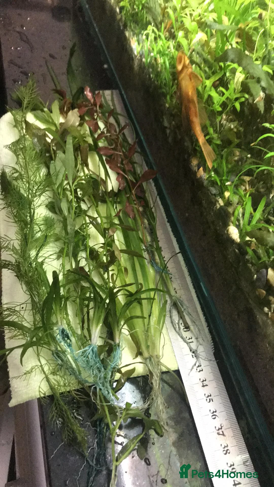 Catfish fish for sale: Aquarium fish, shrimp, and plants. WIDE selection - Advert 2