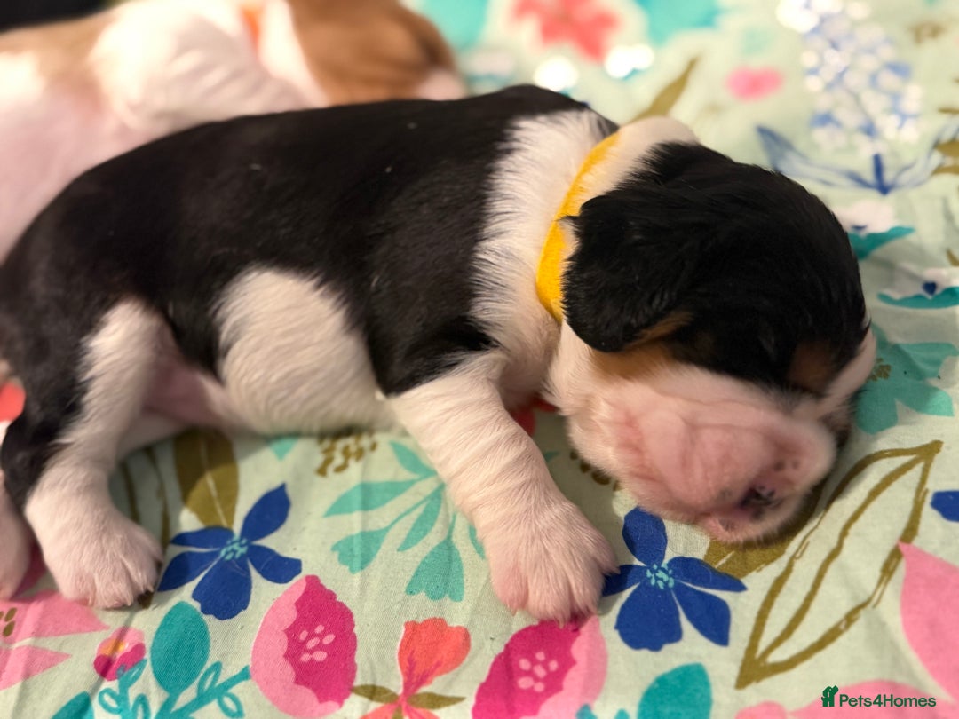 Beaglier dogs for sale: Beautiful Girl Puppies Looking for Loving Homes - Advert 4