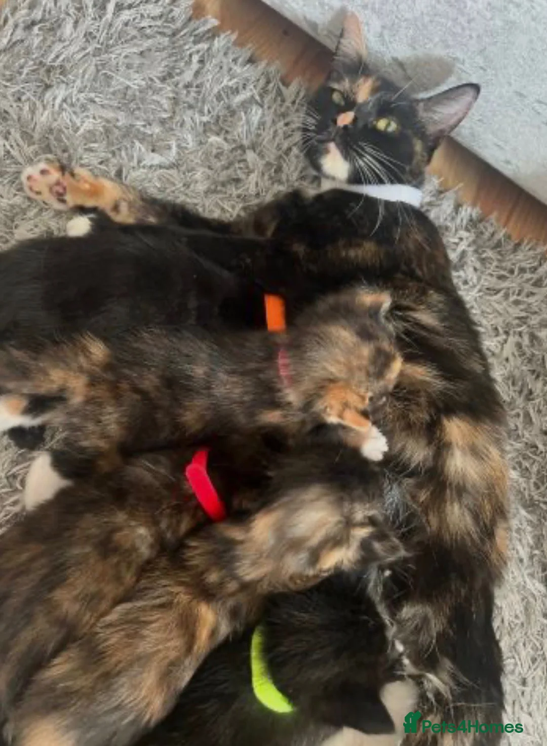 Mixed Breed cats for sale: kittens in Broxbourne - Advert 6