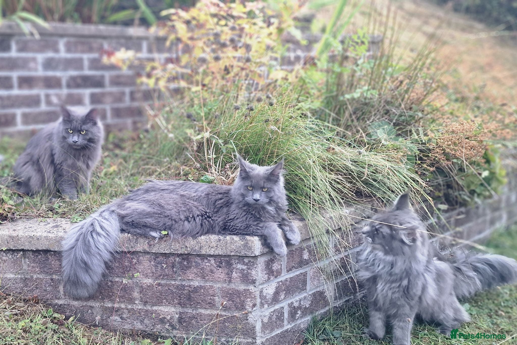 Maine Coon cats Last Two Stunning Maine Coon Kittens – Ready Now - Advert 1