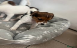Jack Russell dogs for sale: 4 beautiful healthy jack Russel puppies  - Image 15