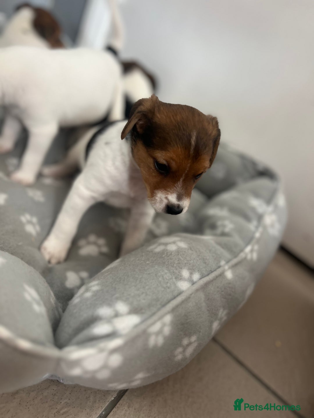 Jack Russell dogs for sale: 4 beautiful healthy jack Russel puppies  - Image 15