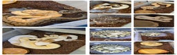 Python Snake reptiles for sale: royal python collection for sale  - Advert 2