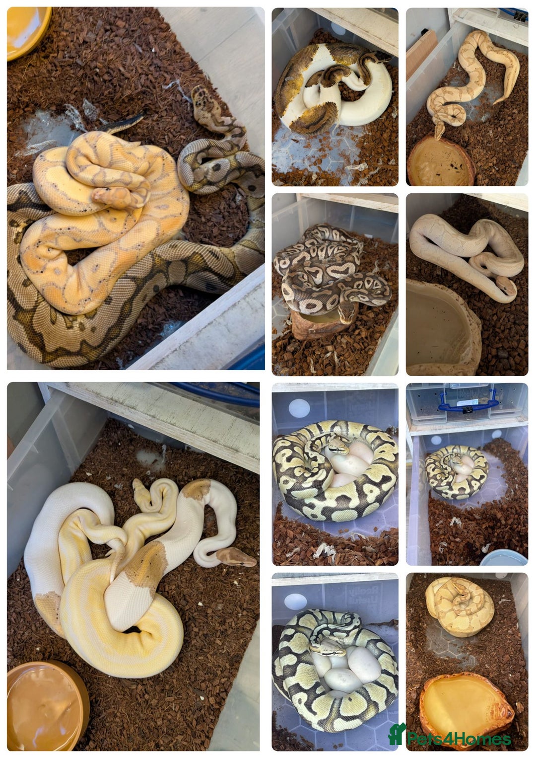 Python Snake reptiles for sale: royal python collection for sale  - Advert 2