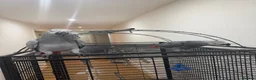 Parrots birds for sale: Breeding pair of African greys in Stockton-on-Tees - Advert 3