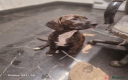 Mixed Breed dogs for sale: Cute little princess  - Image 5