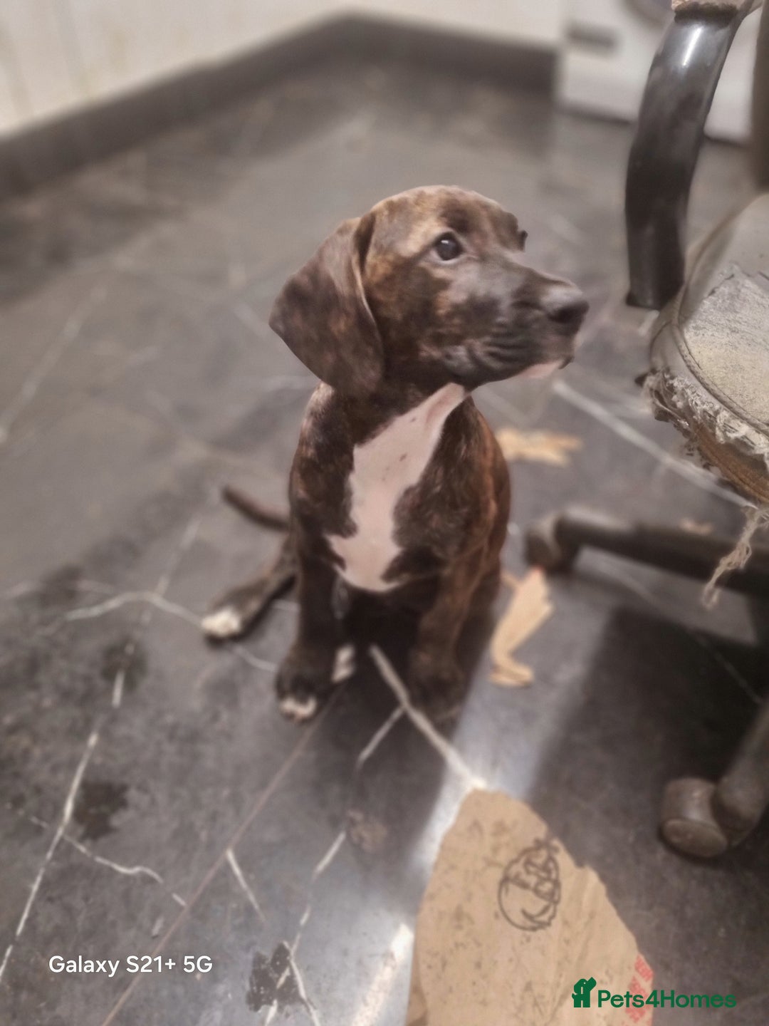 Mixed Breed dogs for sale: Cute little princess  - Image 5