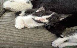 Mixed Breed cats for sale: 5 beautiful kittens  - Image 6