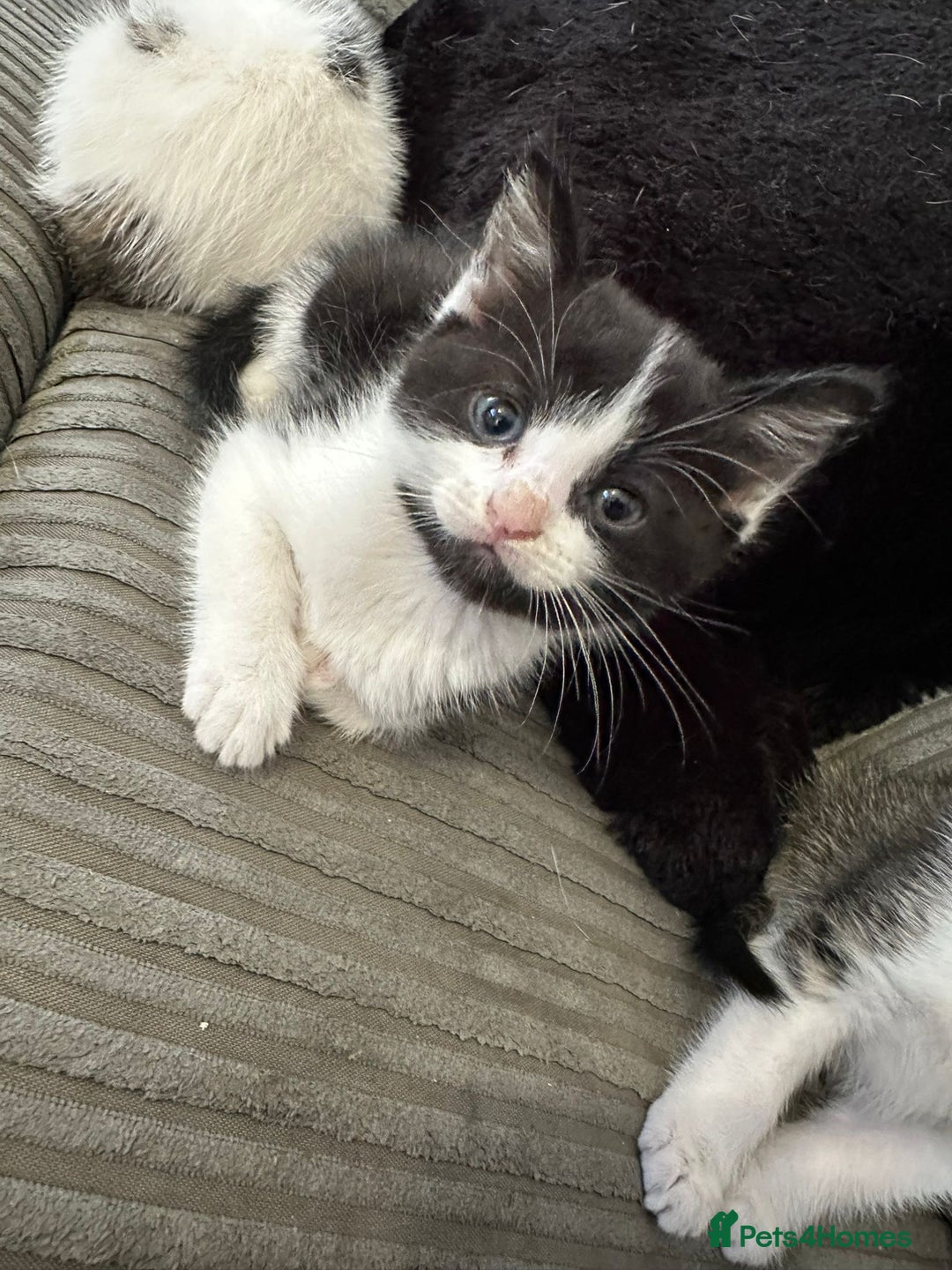 Mixed Breed cats for sale: 5 beautiful kittens  - Image 6