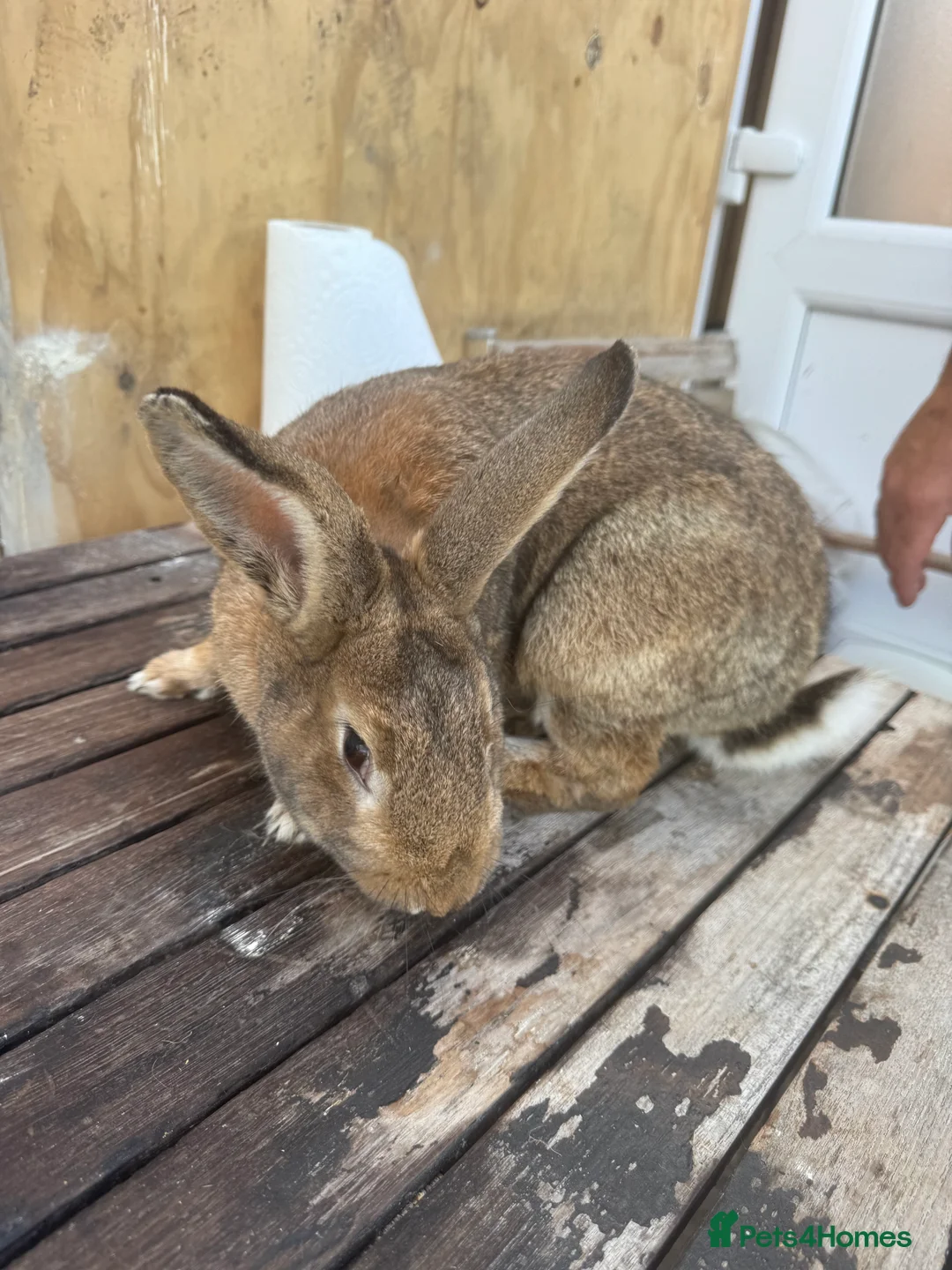British Giant rabbits for sale: seven months old, very friendly easy to handle  - Advert 5