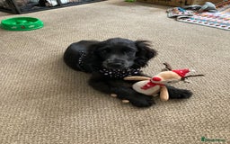 Cocker Spaniel dogs for sale: Beautiful pure black Show cocker spaniel boy puppy - Image 1