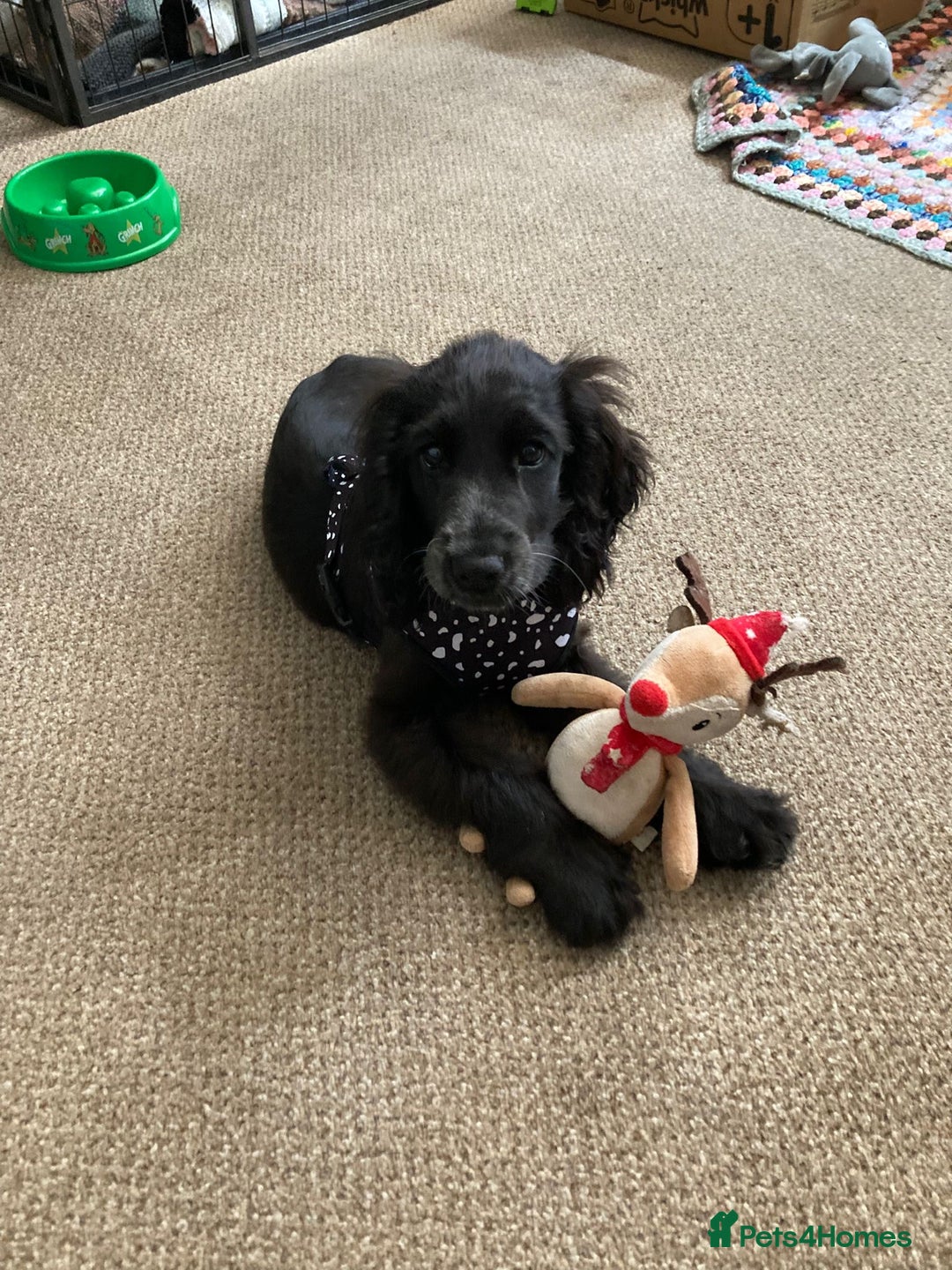 Cocker Spaniel dogs for sale: Beautiful pure black Show cocker spaniel boy puppy - Image 1