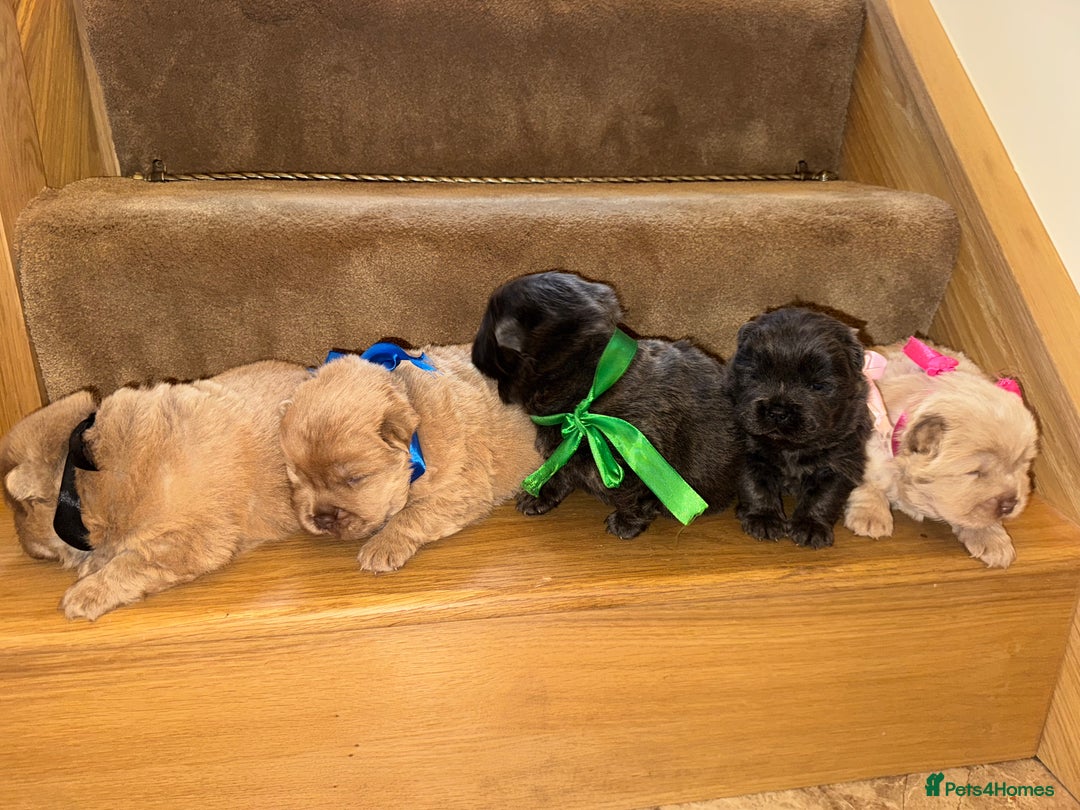 Chow Chow dogs for sale: Stunning kc reg puppies  - Advert 19