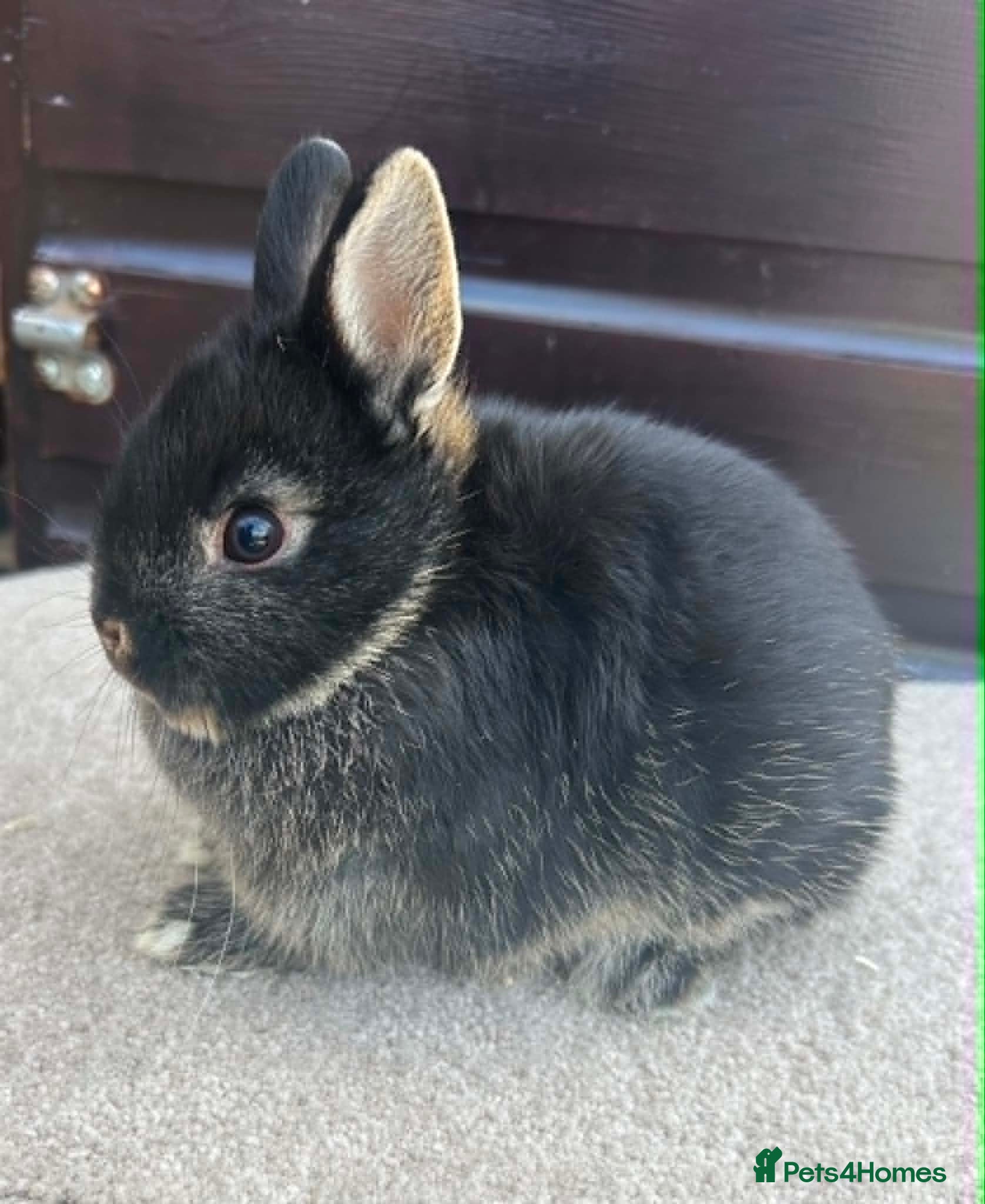 Netherland Dwarf rabbits Netherland Dwarf youngsters - Advert 1
