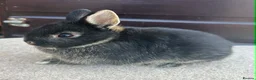 Netherland Dwarf rabbits for sale: Netherland Dwarf youngsters - Advert 1