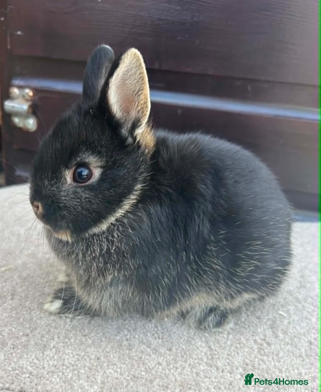 Netherland Dwarf rabbits for sale: Netherland Dwarf youngsters - Advert 1