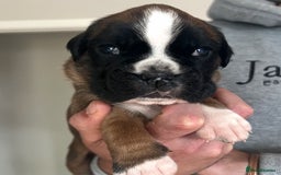 Boxer dogs for sale: Kc Beautiful Red and White Boxer Puppies  - Image 7