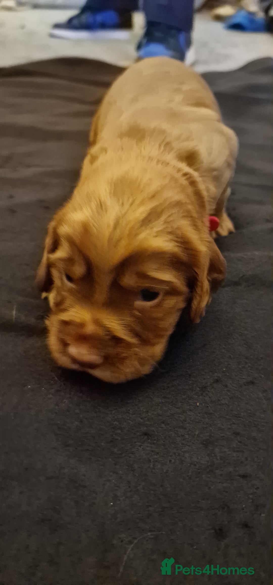 Cocker Spaniel dogs for sale: Cocker spaniel puppies - Image 19