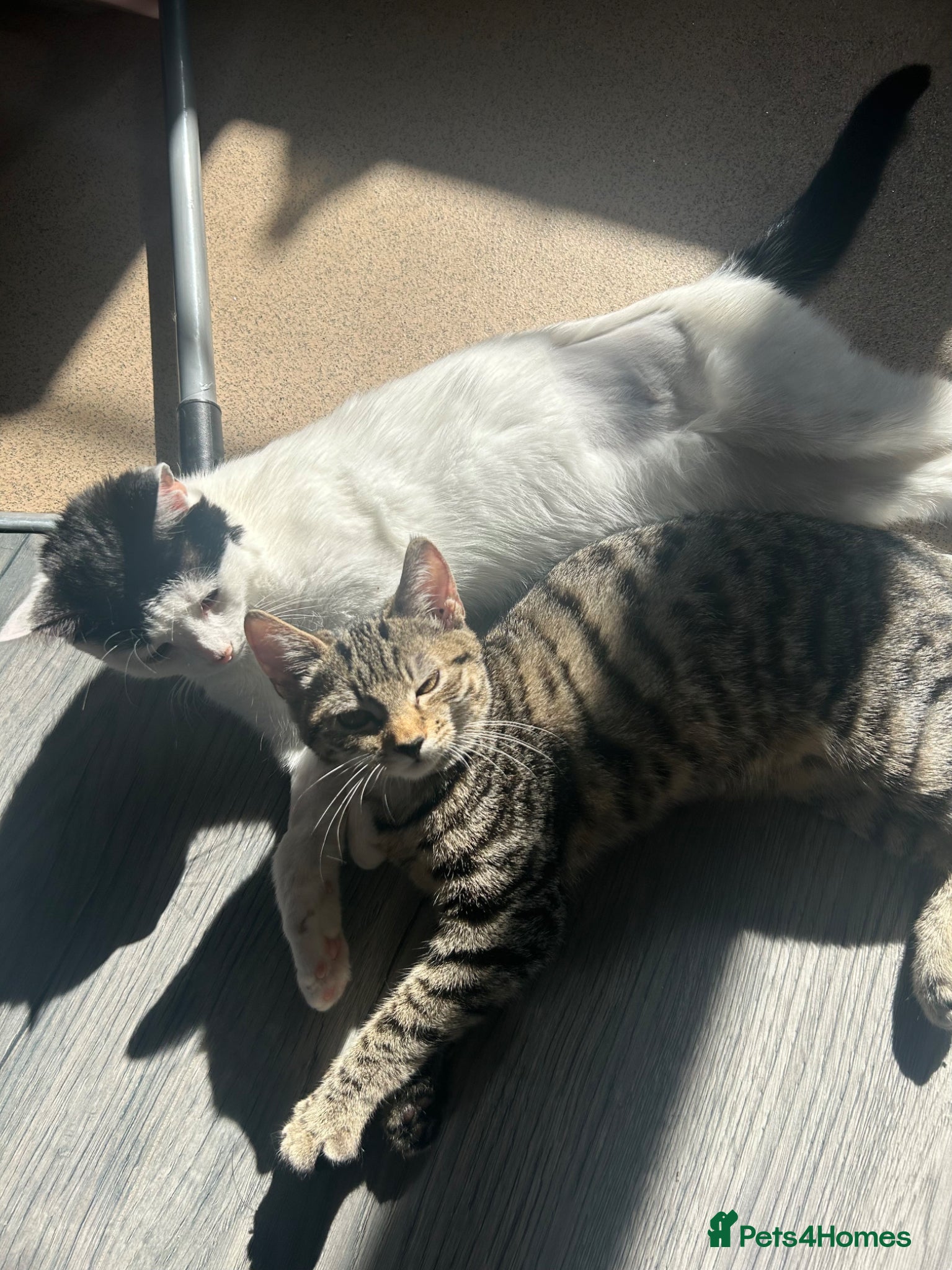 Domestic Shorthair cats Two female cats  - Advert 1