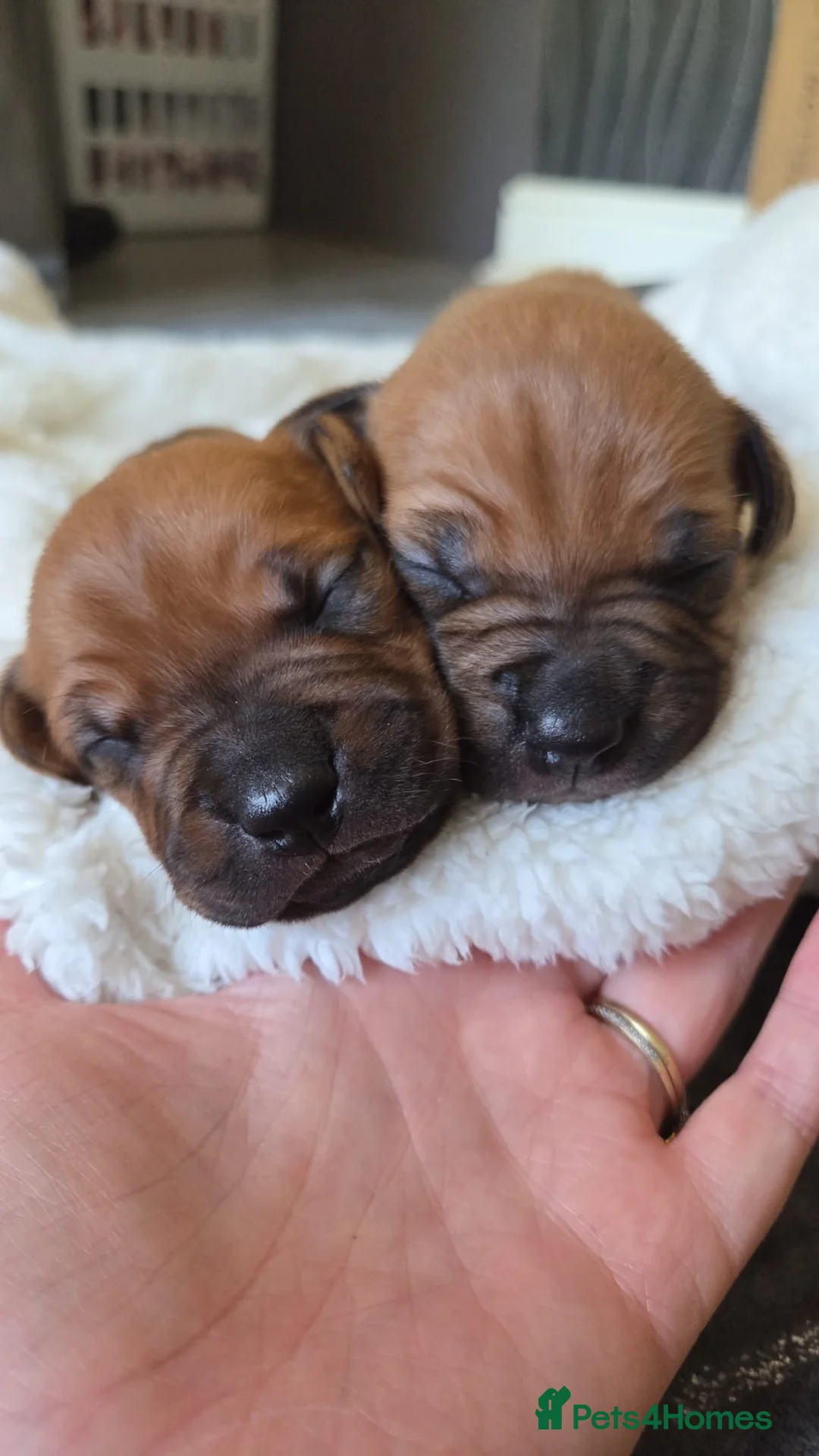 Staffordshire Bull Terrier dogs for sale: Staffy Puppies - Advert 2