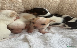 Mixed Breed dogs for sale: Adorable Jack Russel x Chihuahua puppies  - Image 4