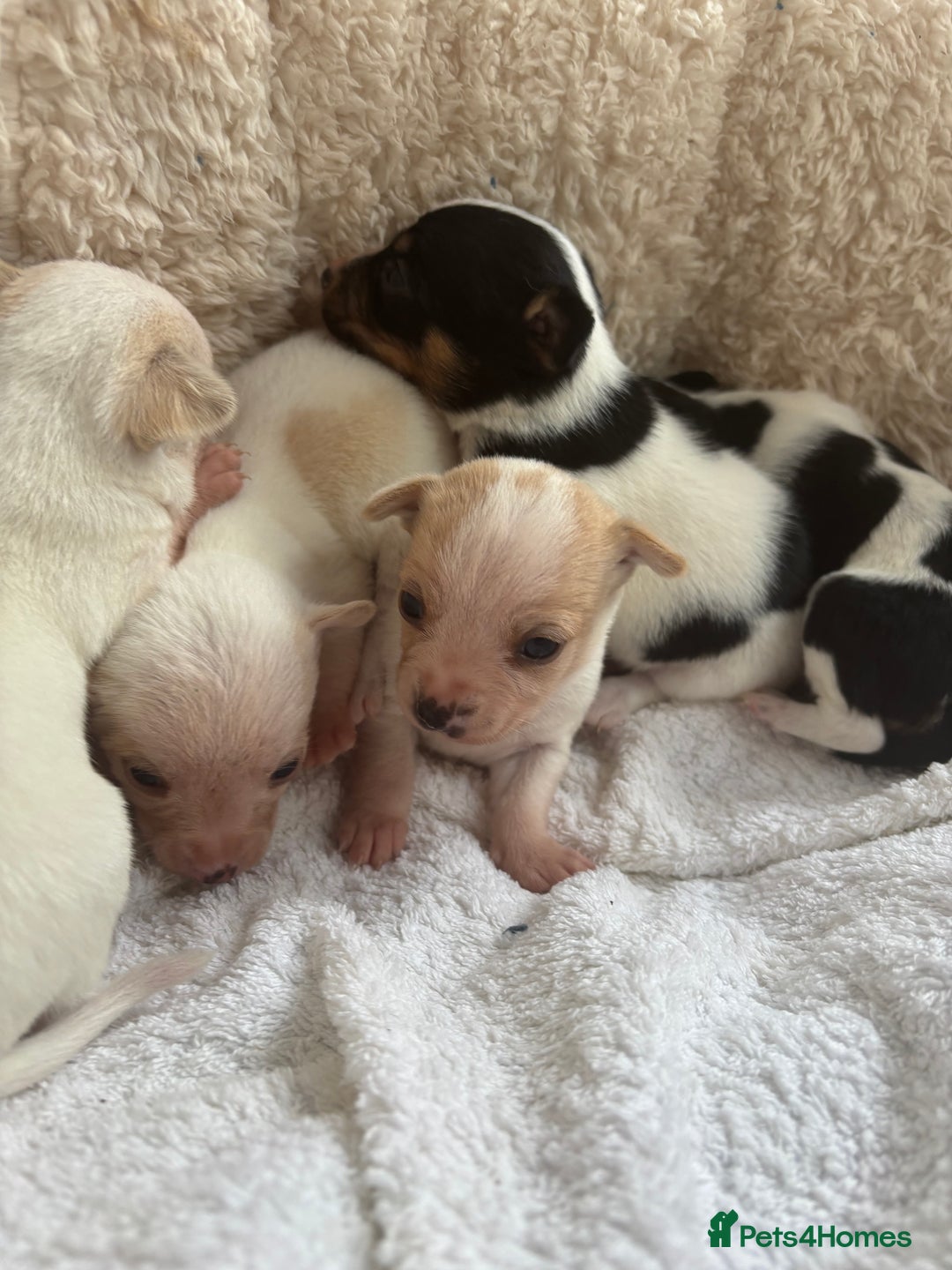 Mixed Breed dogs for sale: Adorable Jack Russel x Chihuahua puppies  - Image 4
