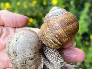 Snails invertebrates VERY RARE Helix Pomatia Land Snail - Advert 21