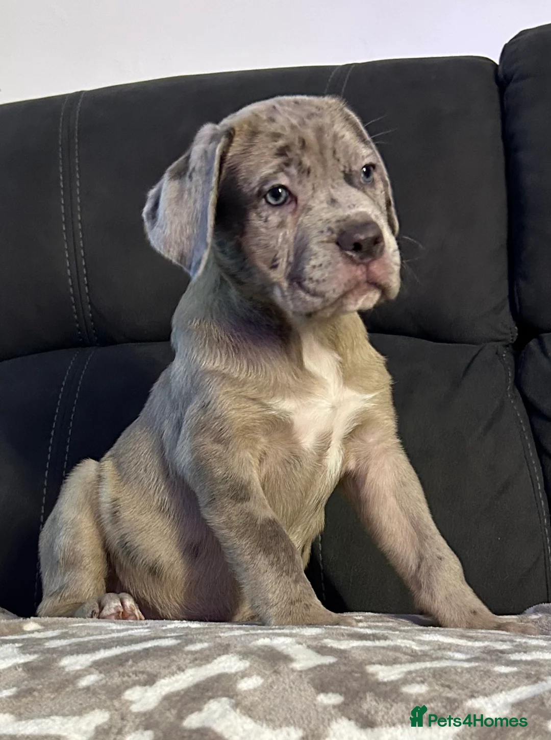 Cane Corso dogs for sale: Cane corso champion bloodline pups  - Advert 1