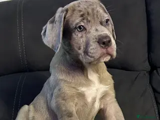 Cane Corso dogs Cane corso champion bloodline pups - Advert 1